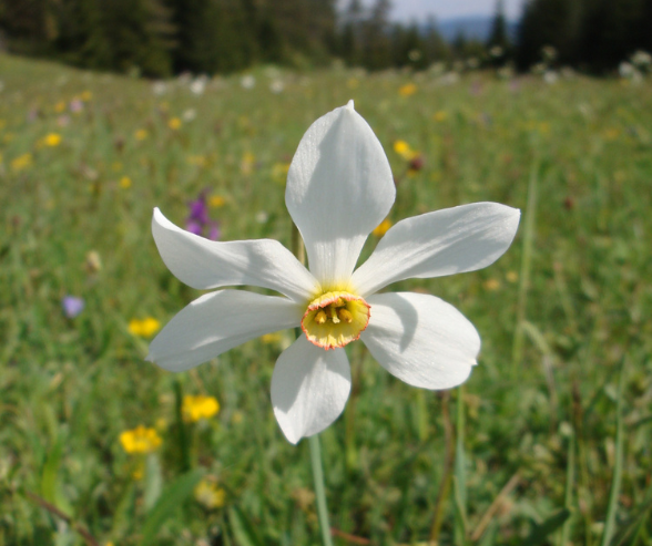 Montenegro Poet's Narcissus